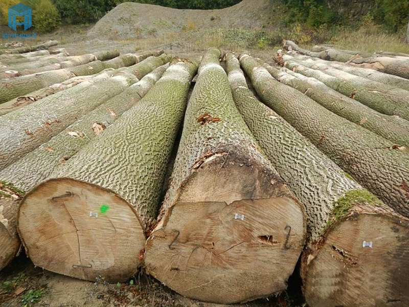 Các loại gỗ