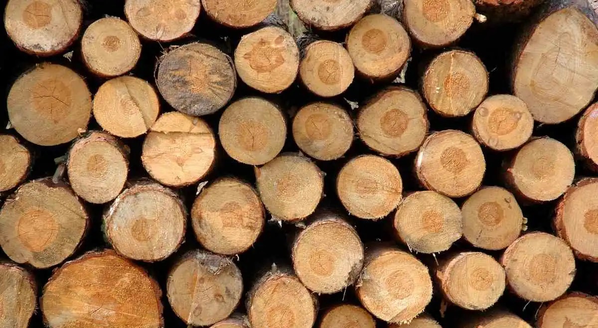 Gỗ là gì? Các loại gỗ tự nhiên phổ biến nhất hiện nay